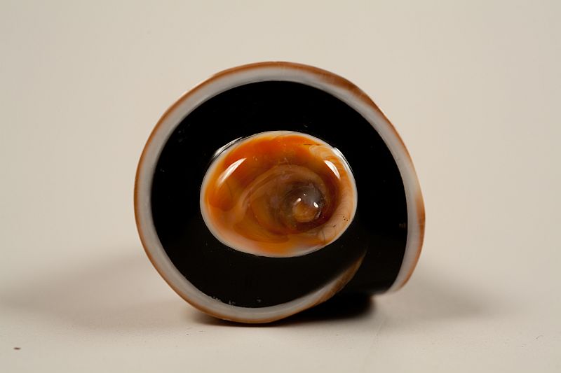RING WITH EYE SHELL