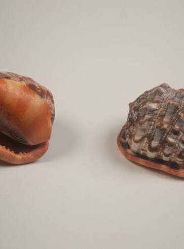Natural sea shell Casis Rufa