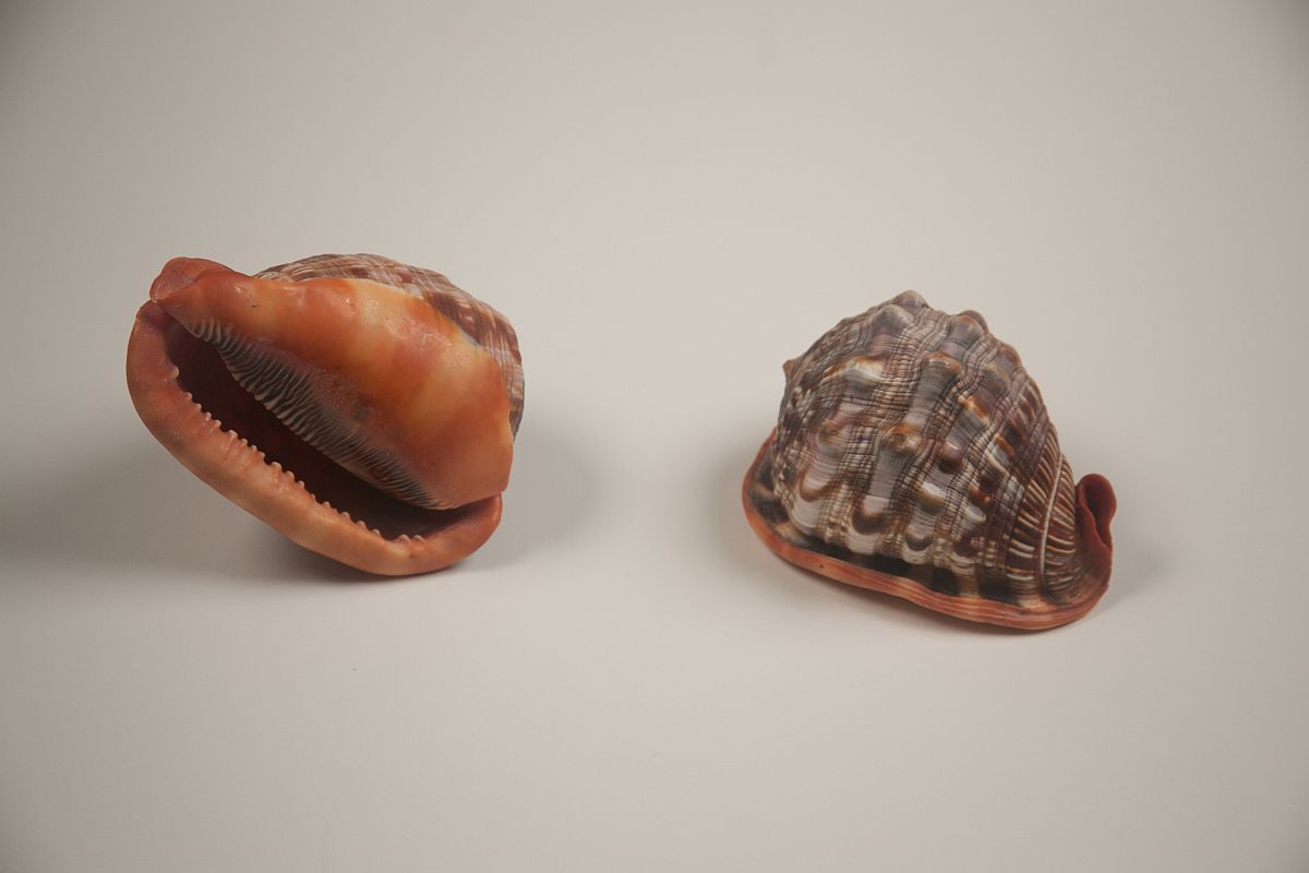 Natural sea shell Casis Rufa