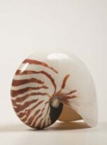 Natural sea shell Nautilus