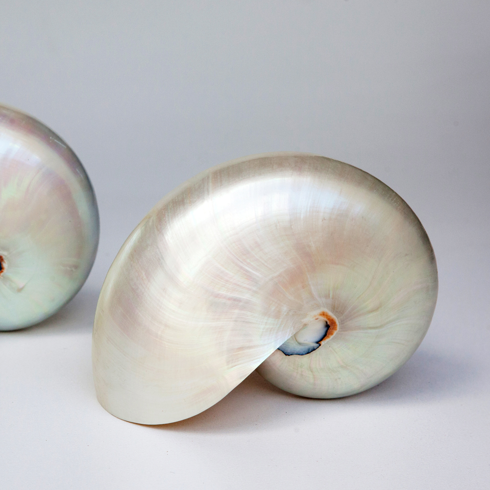 Natural sea shell Nautilus Pearl