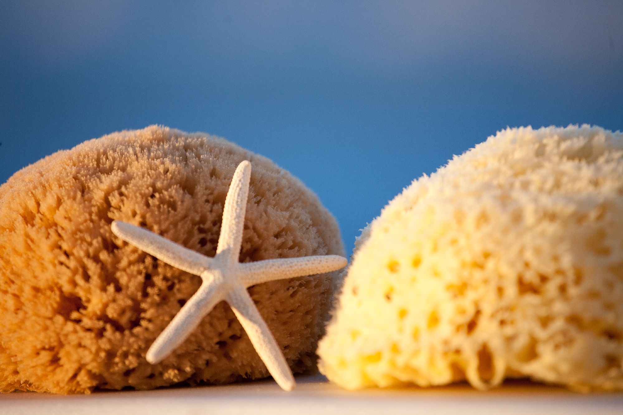 Natural Bath Sea sponge Honeycomb