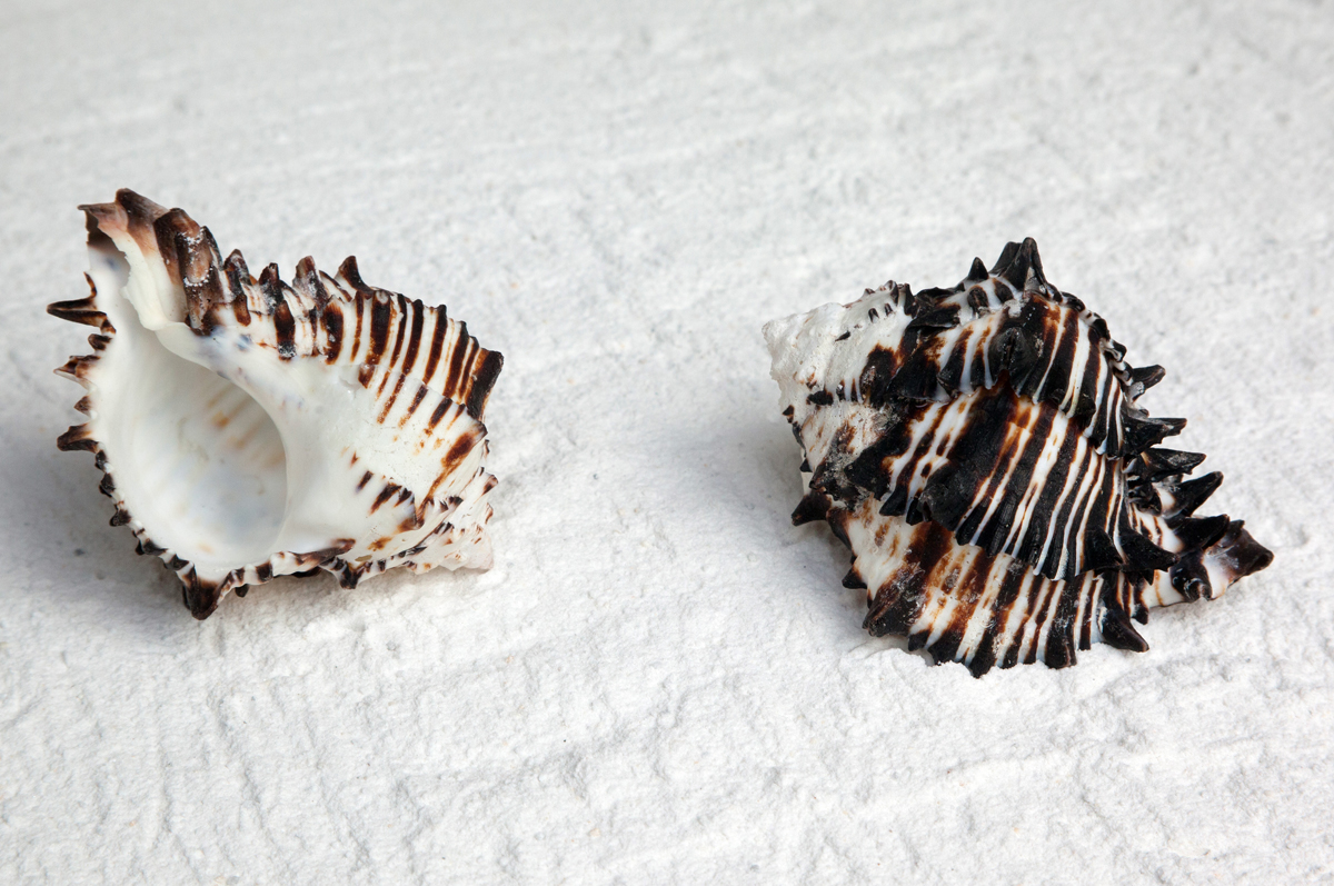 Natural sea shell Black Murex