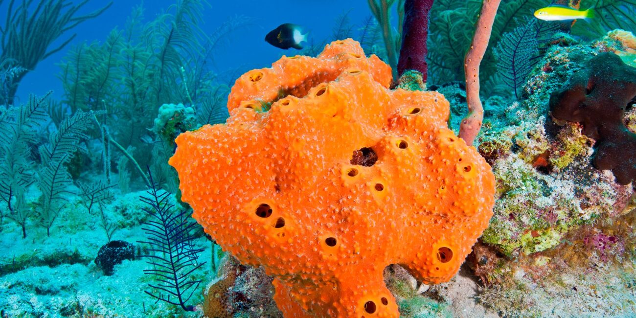 What is sponge: animal or plant?